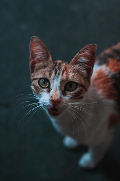 公園でかわいい猫の垂直ショット