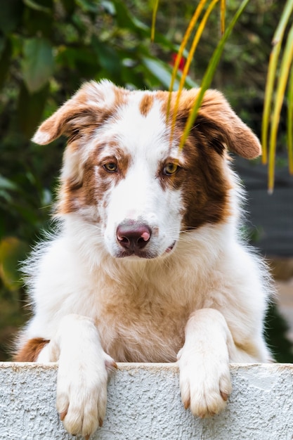 Vertical shot of a cute collie dog leaning on a border