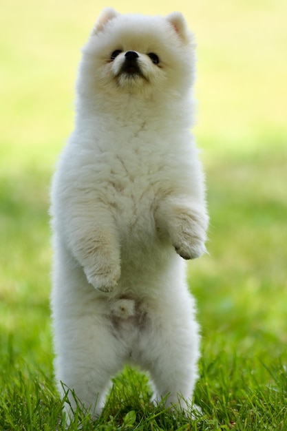 Vertical shot of a cute little white pomeranian spitz puppy\
standing on its back feet on the grass