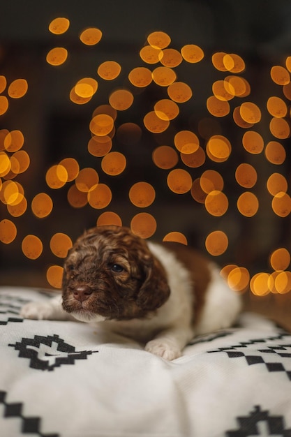 Vertical shot of a cute lovely Labradoodle puppy lying on a blanket isolated on a bokeh background