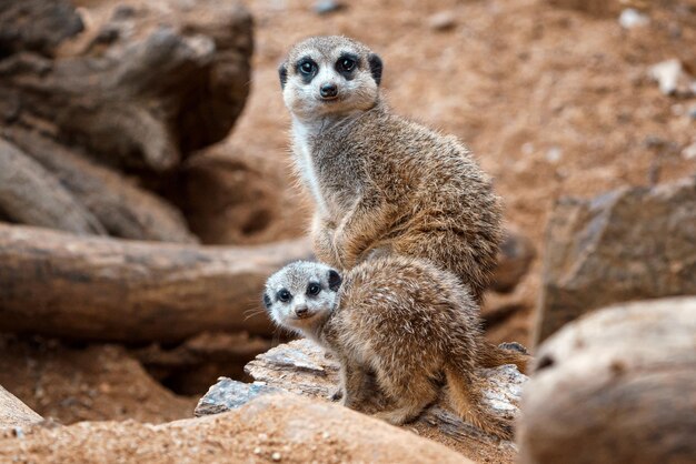 A vertical shot of a cute meerkat sitting on a wood piece Meerkat or suricate adult and juvenile