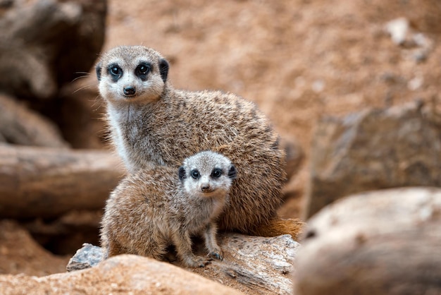 A vertical shot of a cute meerkat sitting on a wood piece Meerkat or suricate adult and juvenile