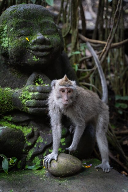 발리의 열대 우림에 있는 귀여운 원숭이의 세로 샷
