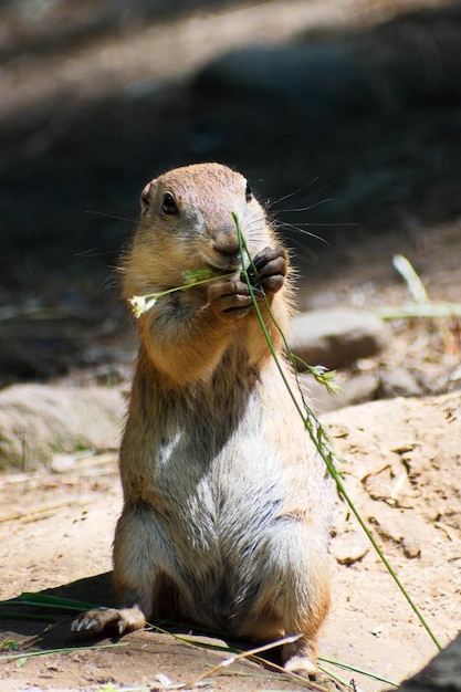 Vertical shot of a cute prairie dog eating a plant on a blurred\
background