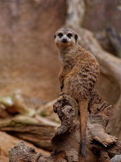 Vertical shot of a cute single meerkat sitting on a wood piece in a forest