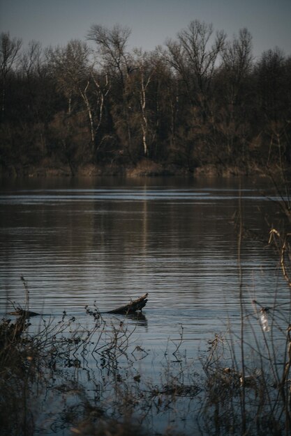 Vertical shot of a dark calm lake near a forest