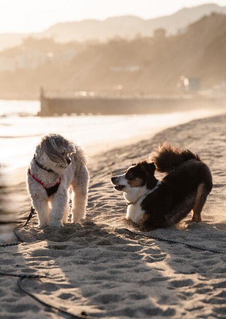 Photo vertical shot of dogs playing on the beach in summer at sunset