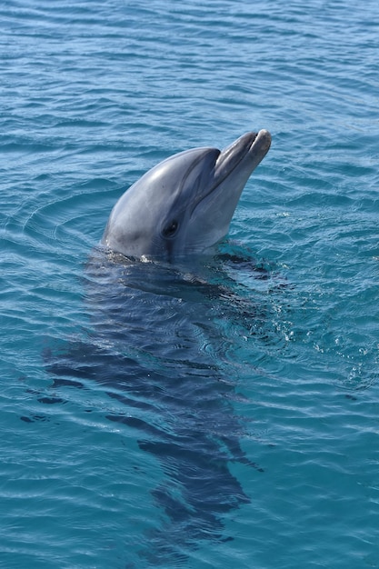 Vertical shot of a dolphin swimming in the blue waters of the marine park