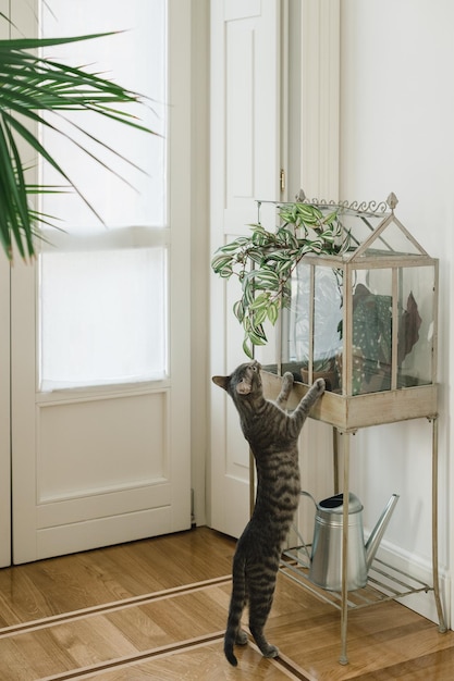 Foto ripresa verticale di un gatto domestico che guarda le piante in vaso in una mini serra interna a casa