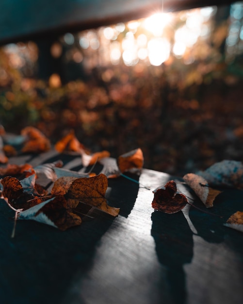 Vertical shot of dried leaves on a bench in a forest under the sunlight in autumn