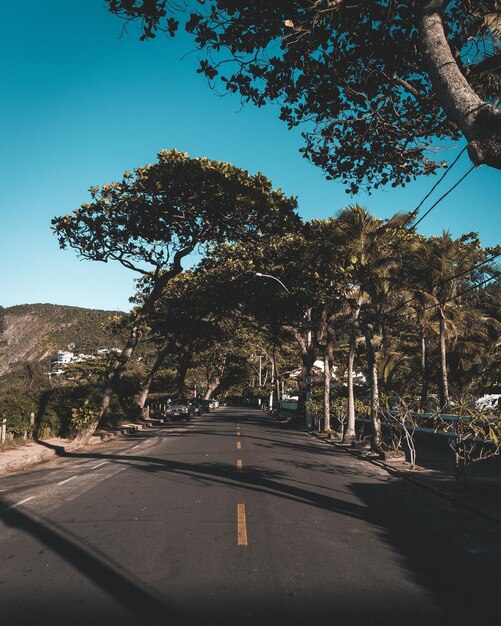 Вертикальный снимок пустой улицы в окружении деревьев в солнечный день