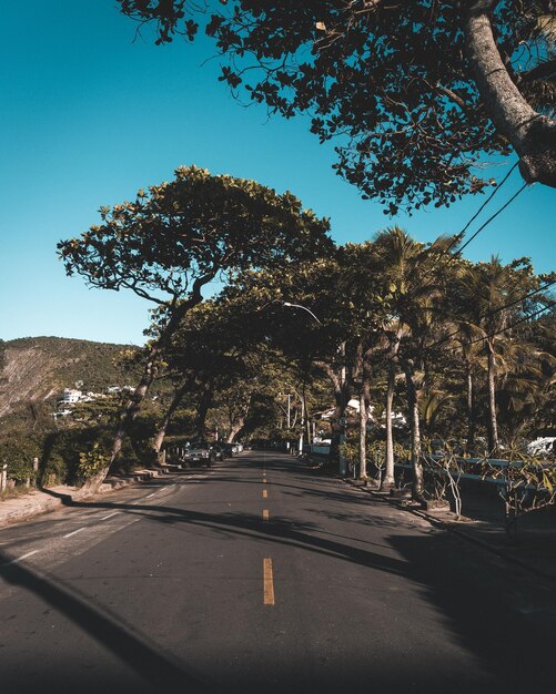 Vertical shot of an empty street surrounded by trees during a sunny day