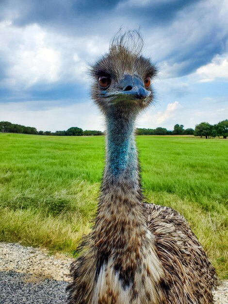 Vertical shot of emu bird head on the farm