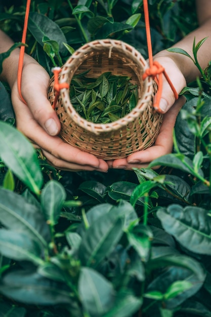 Vertical shot of a female holding and showing collected tea leaves