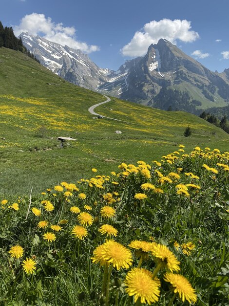 Vertical shot of a field of yellow dandelion flowers with mountains in the background