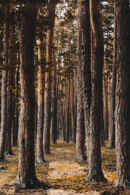 Vertical shot of a forest covered in tall bare trees