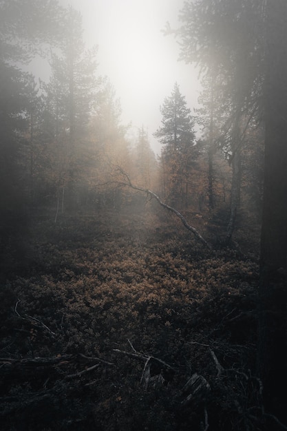 Vertical shot of a forest covered in trees and dried leaves under the sunlight in autumn