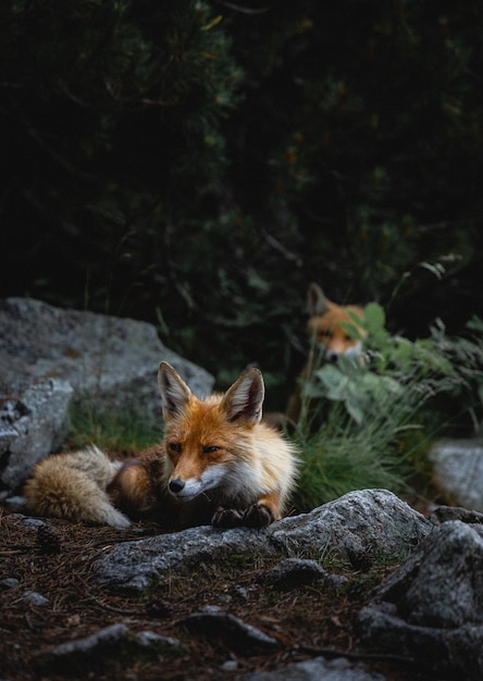 Vertical shot of foxes wandering around rocks in a forest