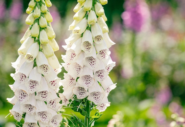 フォックスグローブの花の植物の垂直撮影