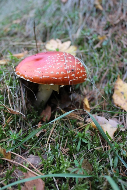 Vertical shot of fungus in a forest during daylight