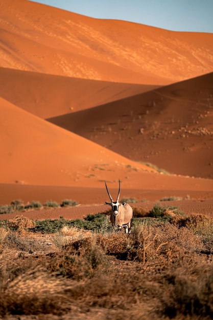 Vertical shot of a gemsbok or South African oryx Oryx gazella in Namib desert Africa