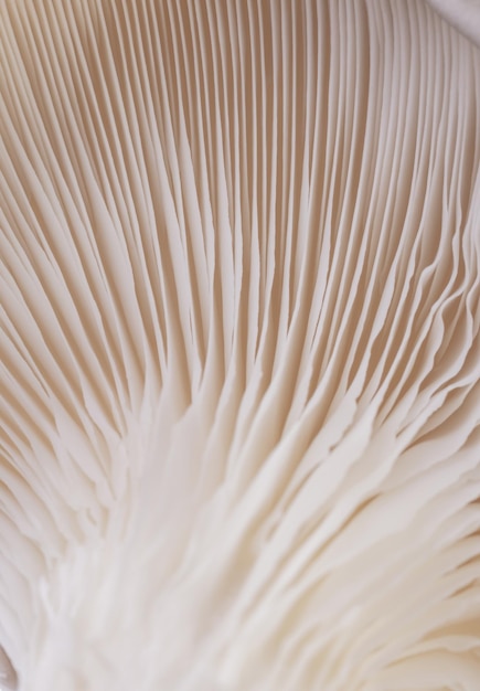 Vertical shot of the gills of an edible mushroom