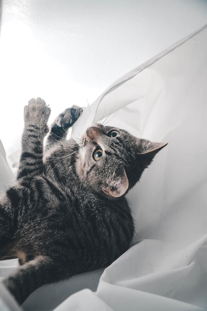 Вертикальный снимок серого полосатого кота, играющего с одеялом на кровати под огнями
