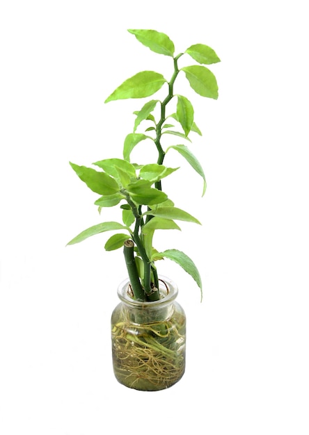 Vertical shot of a green plant in a small glass jar isolated on a white background