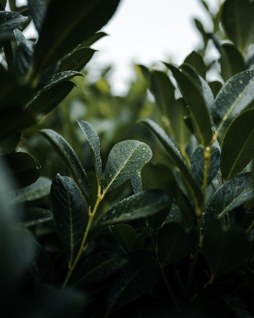 庭の緑の植物の垂直ショット