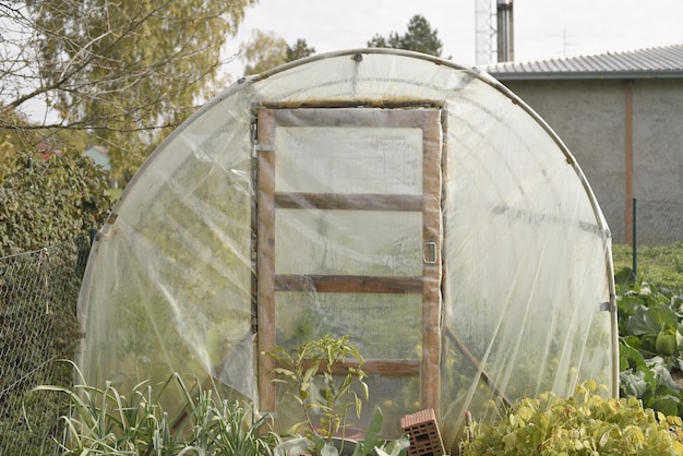 Vertical shot of growing vegetables in the garden