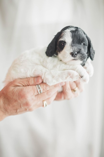 Vertical shot of a hand holding a cute lovely little black and white Labradoodle puppy