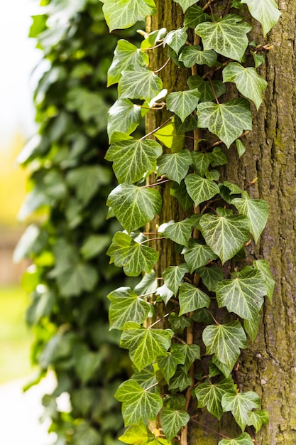 Photo vertical shot of hedera helix ivy plant over a tree trunk