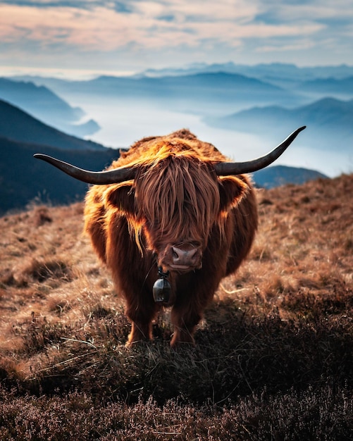 Vertical shot of a highland cattle with long horns and brown hair in the field