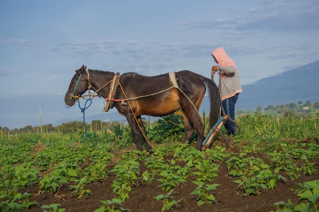 メキシコで植物を育てているプランテーションでのヒスパニック系男性農業の垂直ショット