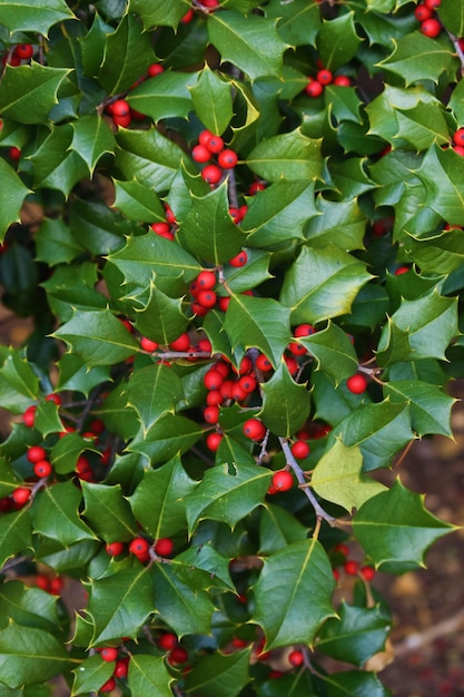 Vertical shot of holly bush with red berries and green leaves