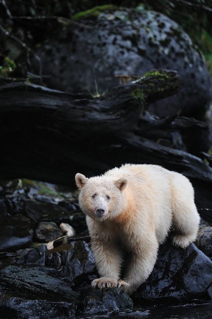 Vertical shot of a Kermode bear on the rocks in the Great Bear Rainforest, Canada