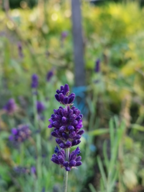 Vertical shot of lavender in the field