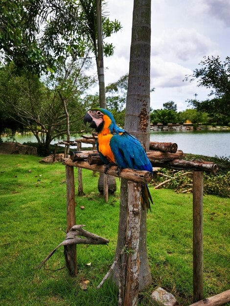 Photo vertical shot of a macaw parrot perched outdoors in a park during daylight