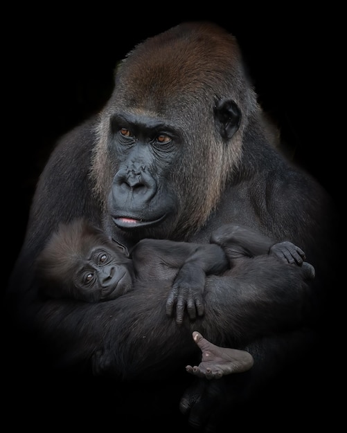 Vertical shot of a male gorilla holding its baby on a black background