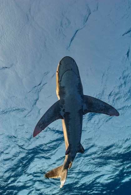 Vertical shot o a female oceanic whitetip shark Carcharhinus longimanus shark from bellow