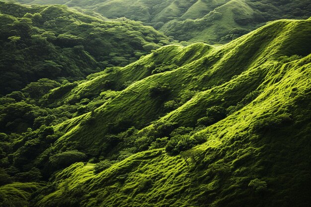 사진 녹색 초목으로 덮인 아름다운 언덕이 많은 지형의 세로 샷