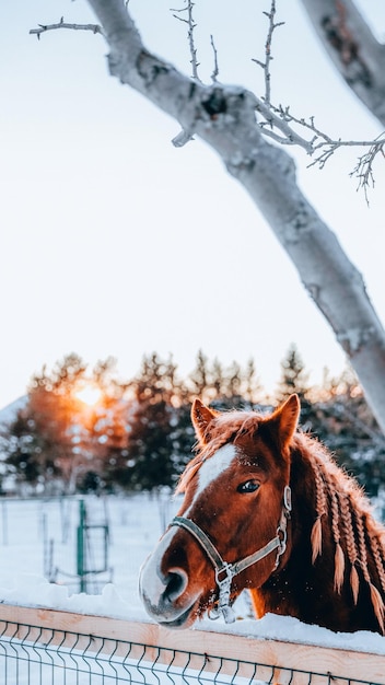 Фото Вертикальный снимок лошади в поле, покрытом снегом