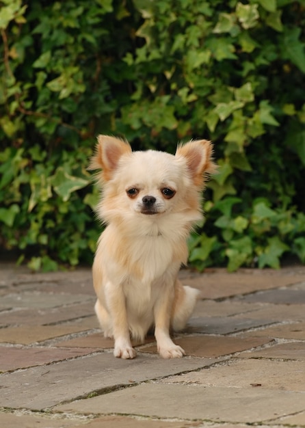 写真 歩道に立っているクリーム色のかわいいチワワ犬の垂直ショット