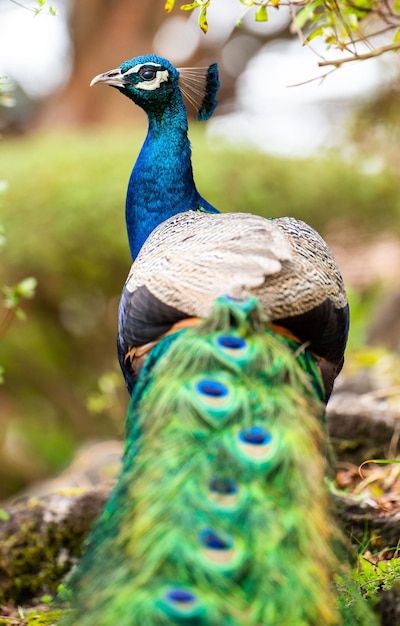 Vertical shot of a peacock