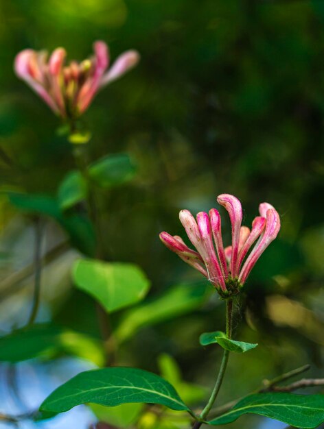 Vertical shot of pink Italian woodbines