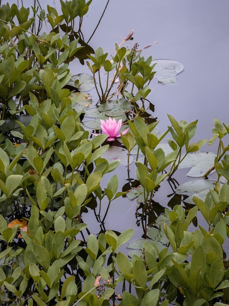 湖の上のピンクの蓮の花と緑の蓮の葉の垂直ショット