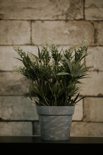 Vertical shot of a plant in a pot on a wall shelf