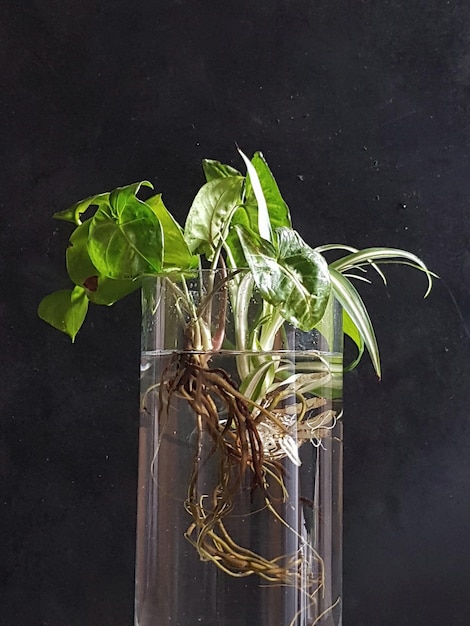 Vertical shot of plants with their roots in the glass jar filled with water