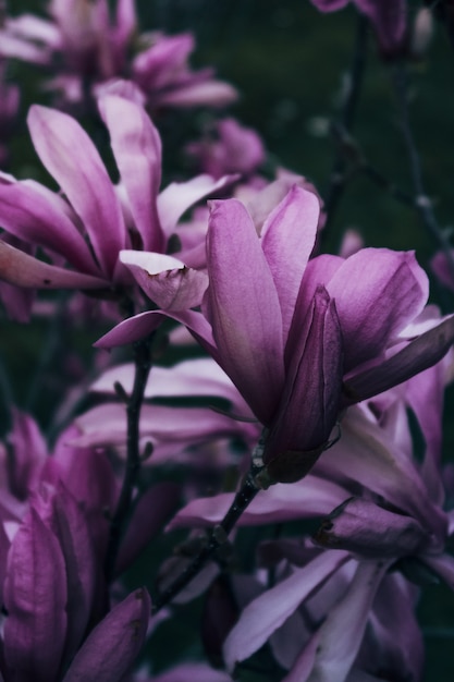 Vertical shot of purple Chinese magnolia flowers