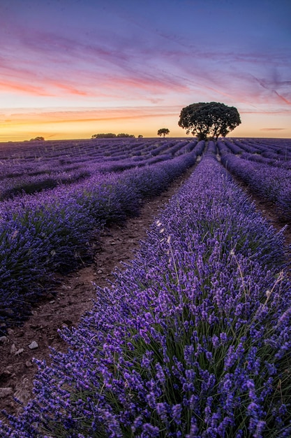 Vertical shot of purple flowers in a field during sunset